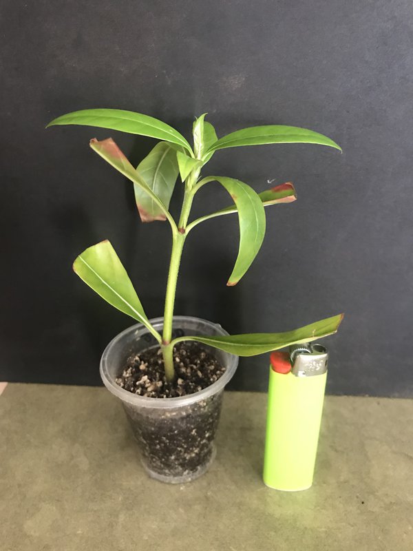 Alibertia Belize 1.jpg