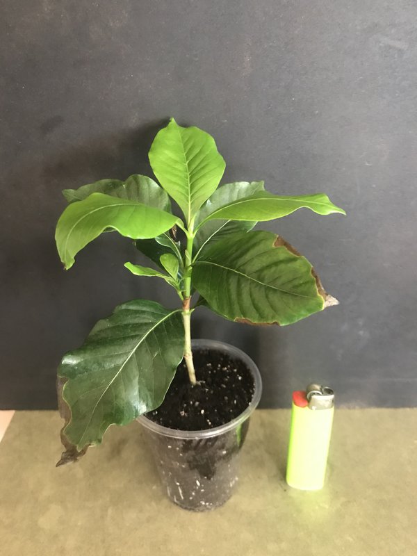 Gardenia sp 400 1.jpg