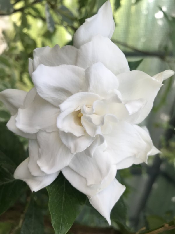Gardenia sp 400.jpg