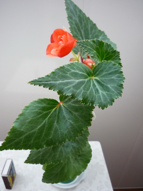 P1100350.JPG