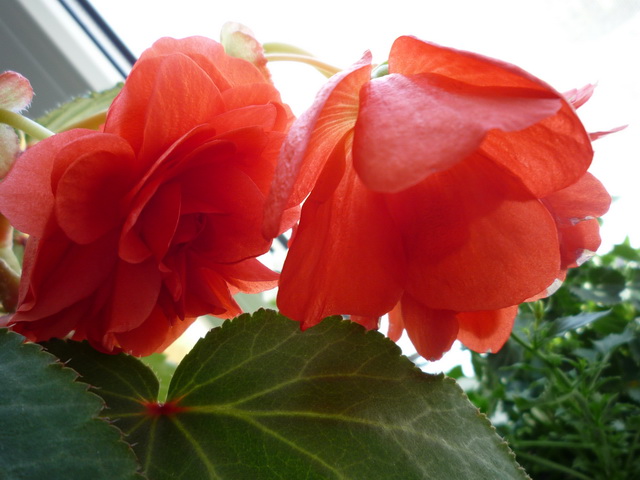 P1100207.JPG