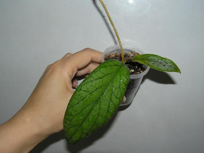 P1010210.JPG