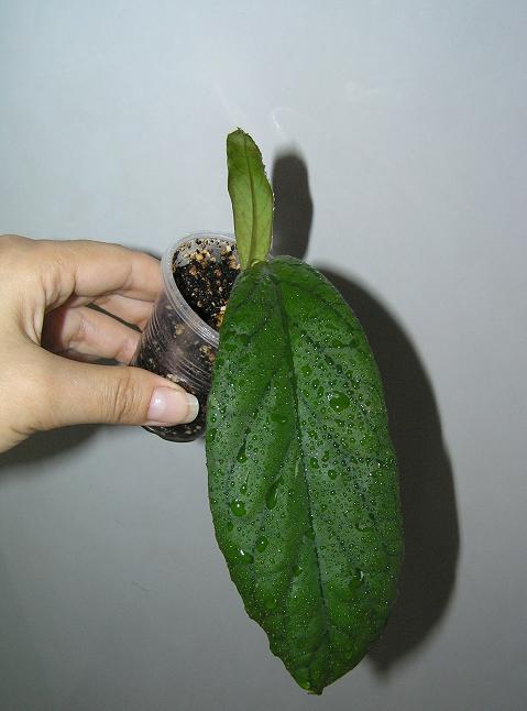 P1010212.JPG