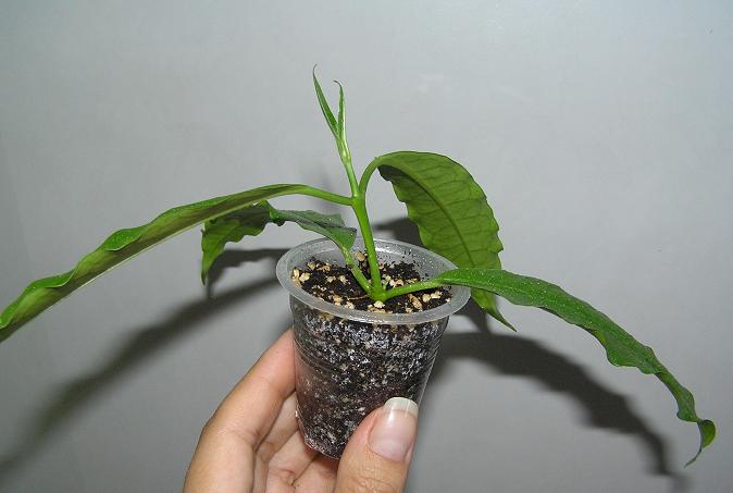 P1010231.JPG