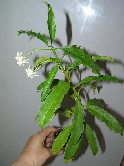 P1010090.JPG