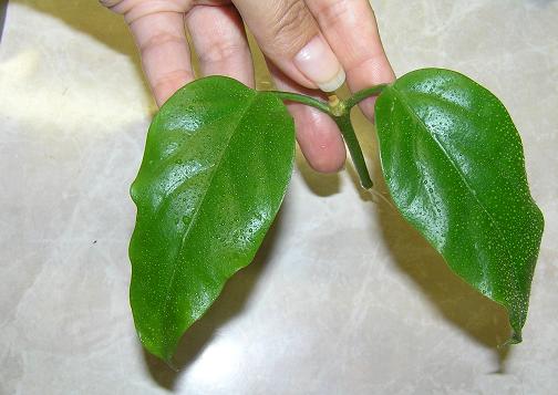 P1010007.JPG