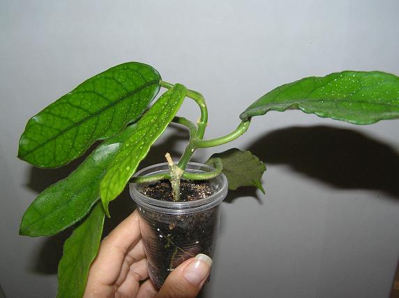 P1010038.JPG