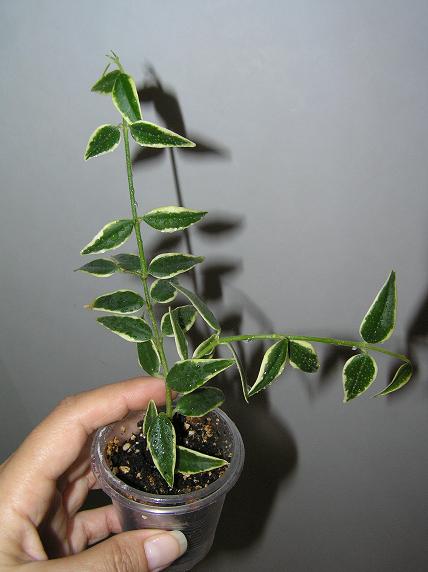 P1010020.JPG