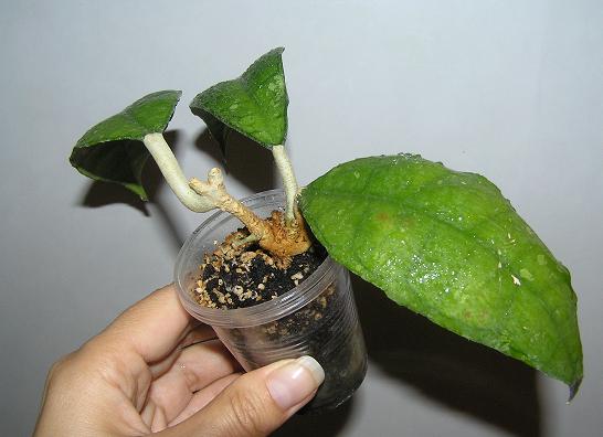 P1010023.JPG
