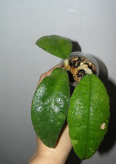 P1010021.JPG