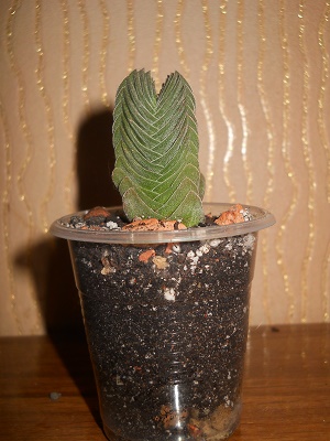 DSCN8855.JPG