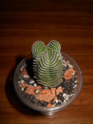 DSCN8858.JPG