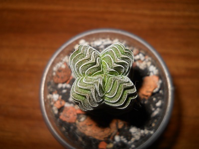 DSCN8856.JPG