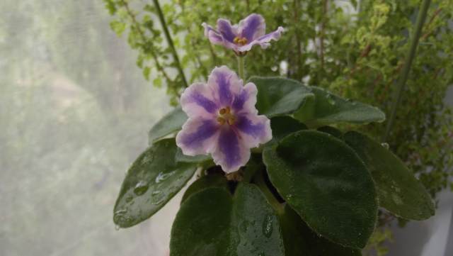 DSCF2392.JPG