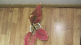 IMG_5374.jpg