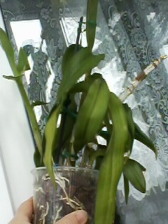IMG00090.jpg