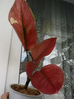 IMG00075.jpg