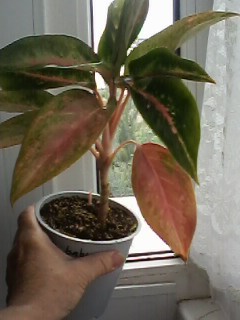 IMG00083.jpg