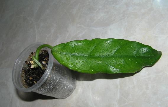 P1010072.JPG