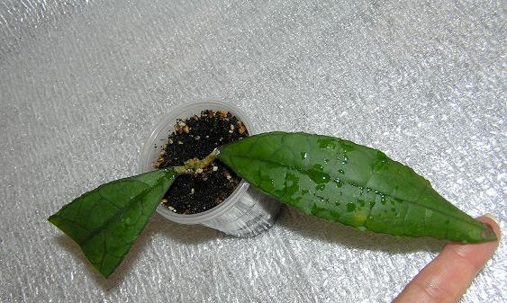 P1010155.JPG