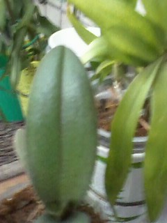 IMG00096.jpg