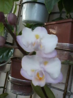 IMG00100.jpg