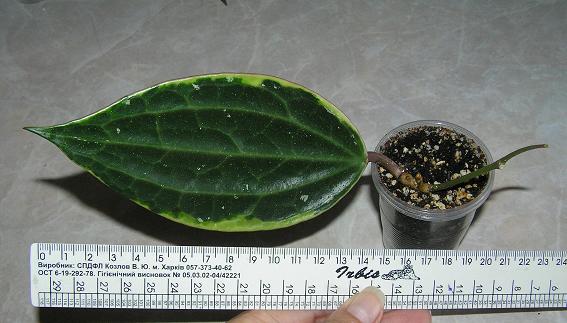 P1010094.JPG