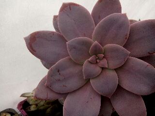 tmp-cam--597711134.jpg