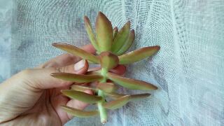tmp-cam-992007335.jpg