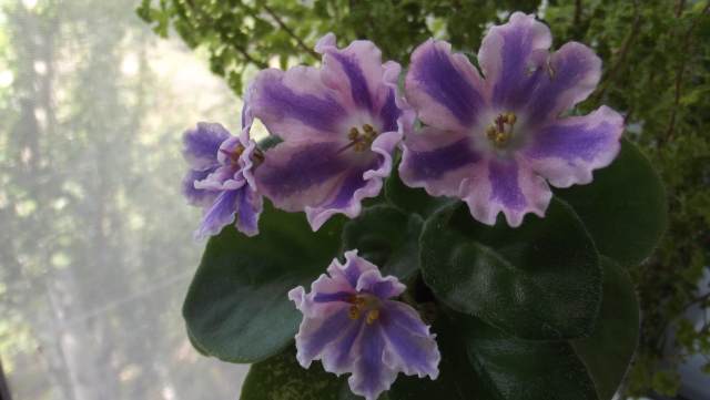 DSCF2435.JPG