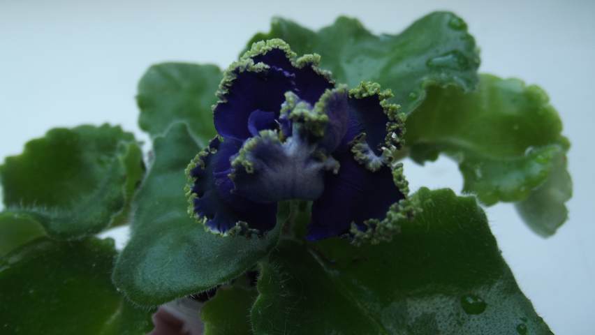 DSCF2425.JPG