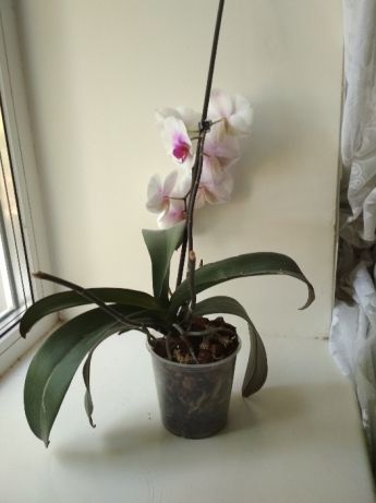 660327030_3_644x461_orhideya-falenopsis-moushen-komnatnye-rasteniya.jpg