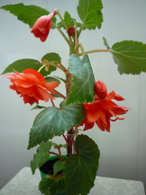 P1100535.JPG