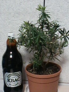 IMG00149.jpg