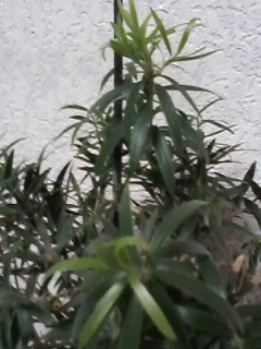 IMG00152.jpg