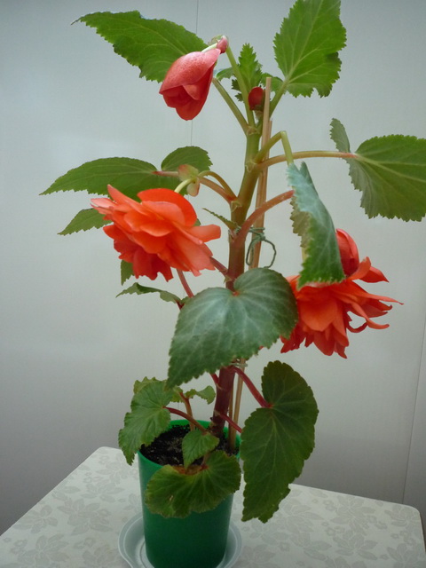 P1100534.JPG