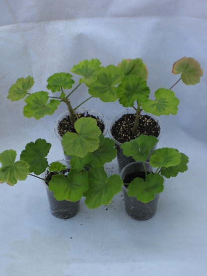 Mangles Variegated1.JPG