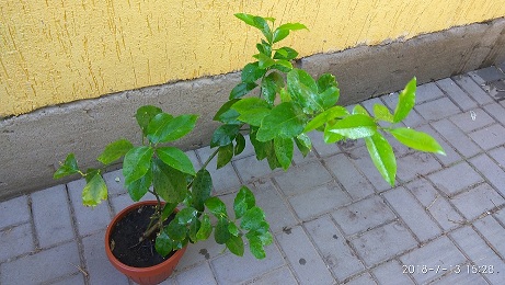 IMG_20180713_152851.jpg