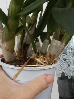 IMG00207.jpg