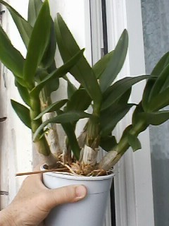 IMG00206.jpg
