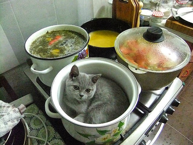 котэ.jpg