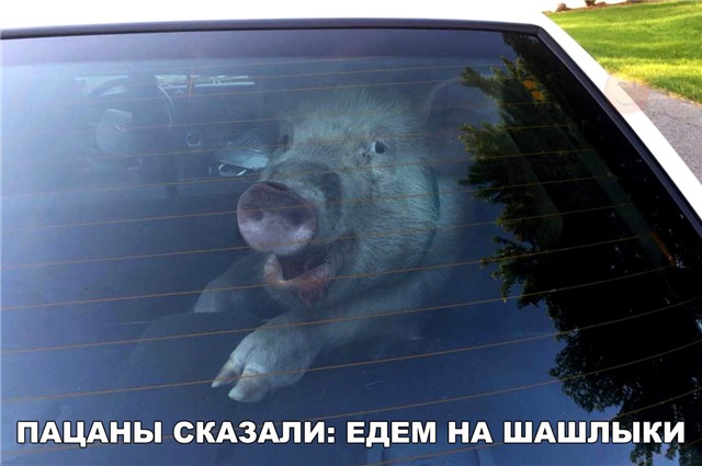 едем на шашлыки.jpg