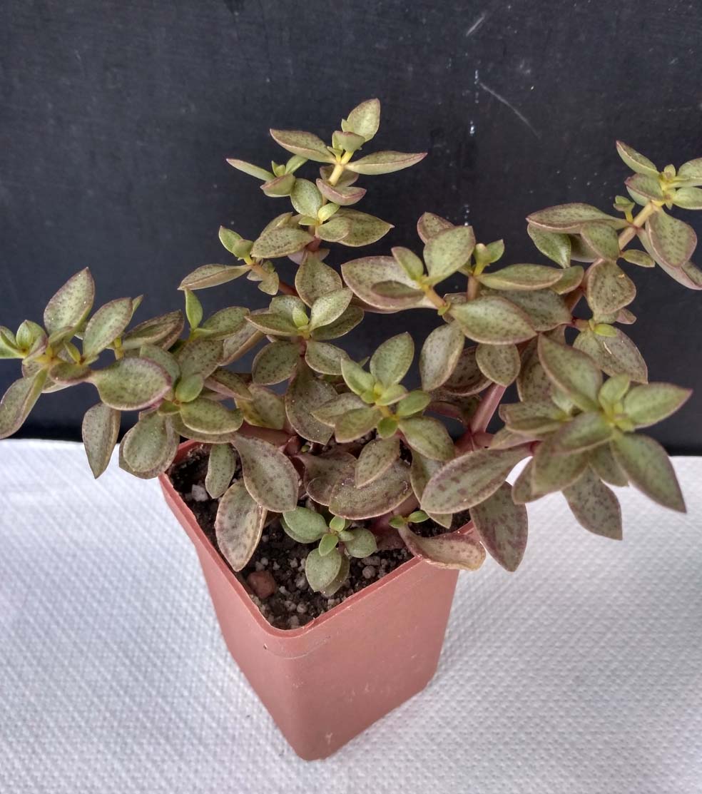 02_crassula_volkensiy_2.jpg