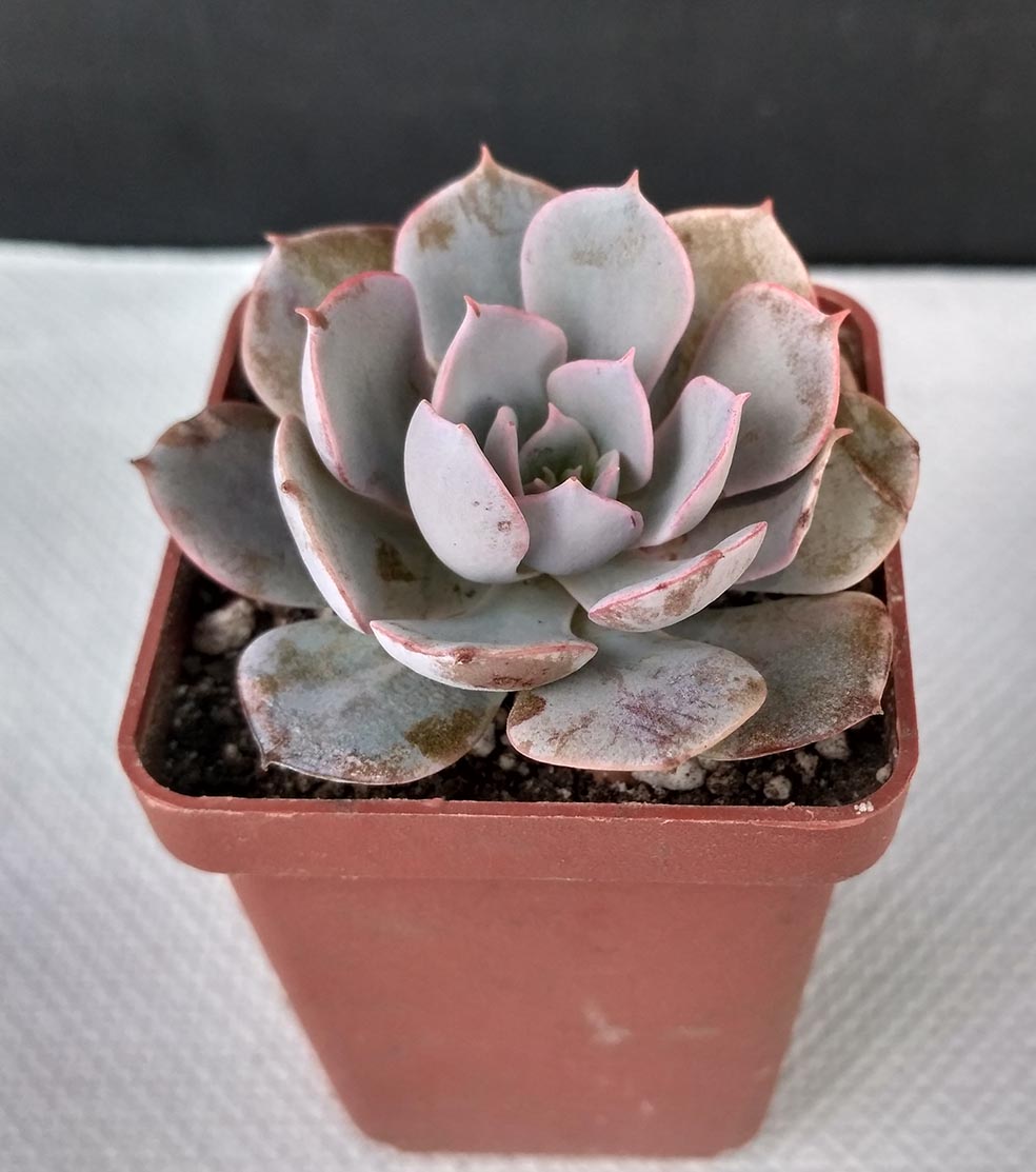 06_echeveria_maybe_secunda_6.jpg
