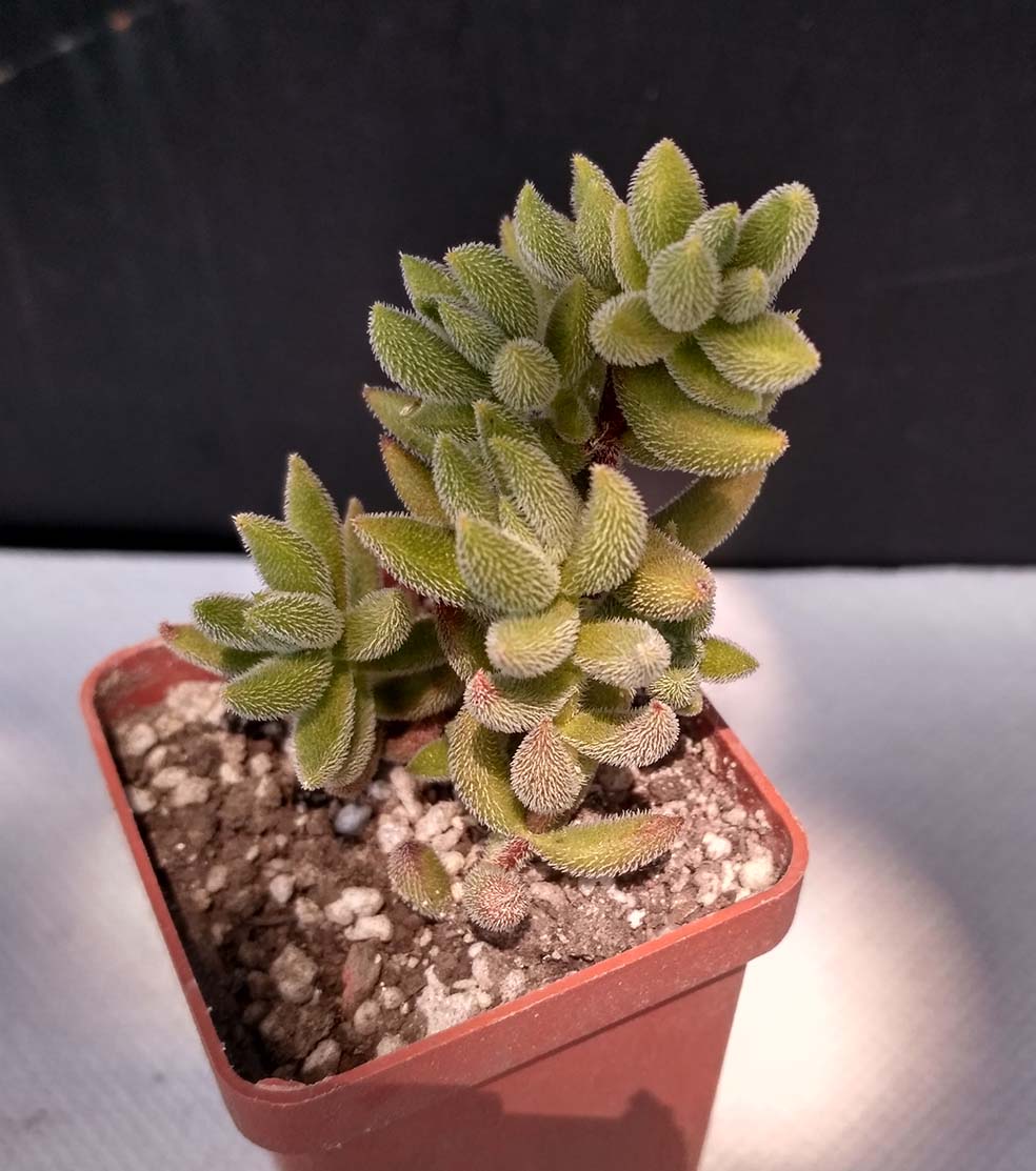 07_crassula_mesembriantemoides_7.jpg