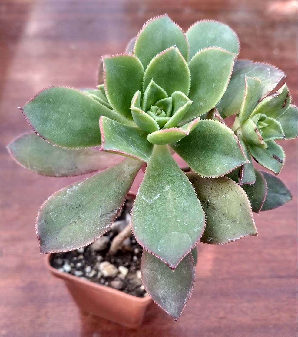 056_aeonium_decorum_56.jpg