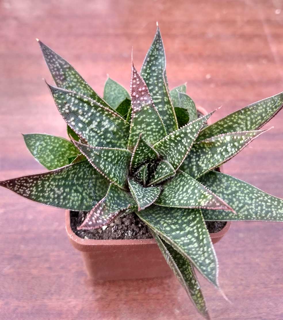 057_gasteraloe_57.jpg