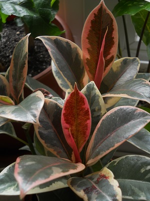 DSCN6102.JPG