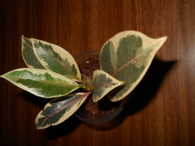 DSCN8937.JPG