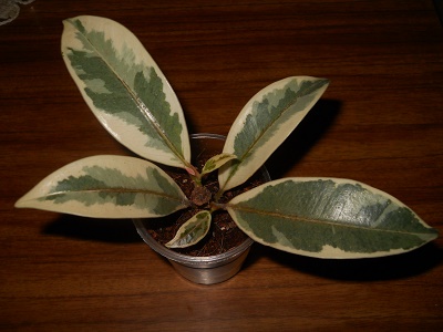 DSCN8938.JPG